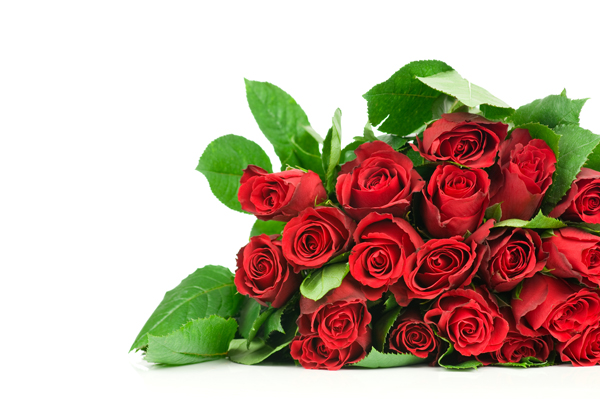 FLOWER ROSE`FR 4